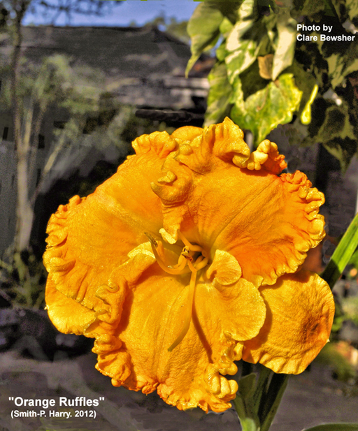 Orange Ruffles